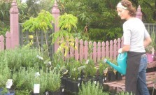 All Landscape Supplies Plant Nursery Kwikfynd